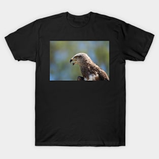 Red Tailed Hawk T-Shirt